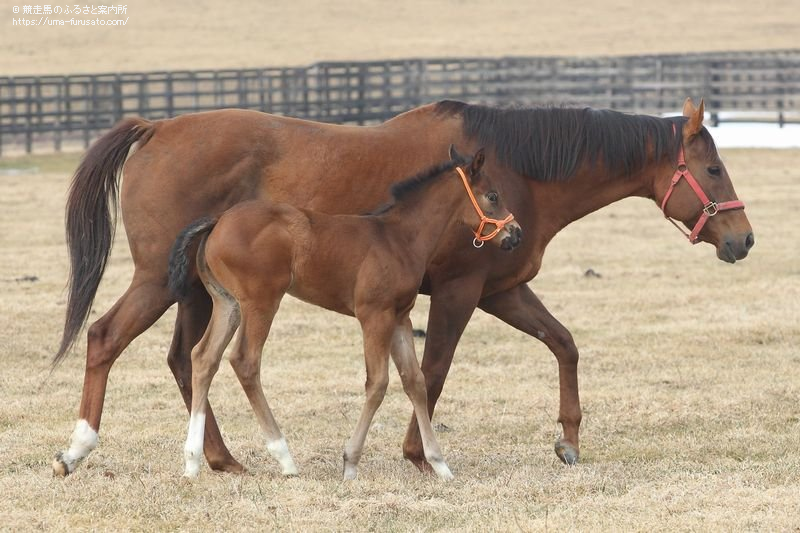 モズスーパーフレアの初仔が生まれる | 馬産地ニュース | 競走馬の