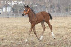 父はグランプリボス、2月8日生まれの牡馬