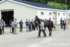 4年ぶりに開催された平取町軽種馬生産振興会主催の1歳馬品評会