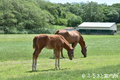 繁殖牝馬と当歳馬