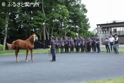 種牡馬の肢勢や歩様を注意深く観察した