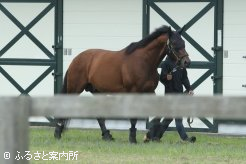 北南両半球でG1勝ち馬を送り出すモーリス