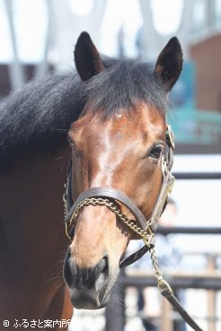 函館競馬場に来場したブラストワンピース