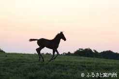 写真3 [駆ける]