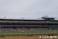 12日間で83,207人が来場した函館競馬場