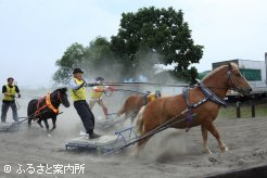 勢いをつけて障害を駆け上がるポニー