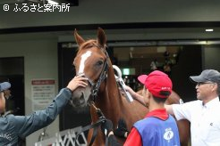 16頭を購買したJRA日本中央競馬会のマイクロチップ検査