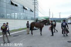 職員による北海道サマーセール購買馬の馬体検査　