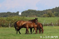桑原牧場の繁殖牝馬と当歳馬