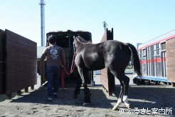 4頭積みでJRA宮崎育成牧場へ移動