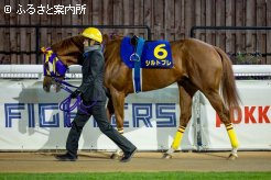 前走の日本テレビ盃(Jpn2)から17kg増の充実の馬体
