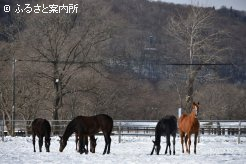 多田善弘牧場の当歳馬たち