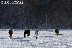 多田善弘牧場の繁殖牝馬たち