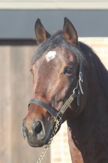 名馬 生写真 写真集 レース写真 種牡馬 競走馬 アルバム 競馬 - その他