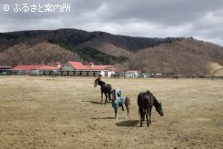 当歳馬も続々と誕生している