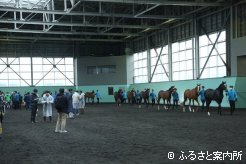 JRA日高育成牧場で行われたJRA育成馬展示会