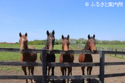 下河辺牧場で健やかに育つ1歳馬たち