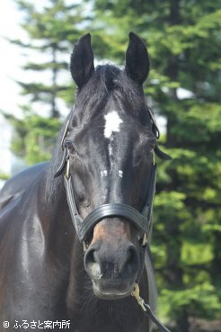 2018年以来の函館競馬場登場となったヴァーミリアン