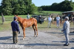 角川調教師も熱心に審査を行う