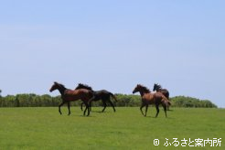 下河辺牧場の放牧地