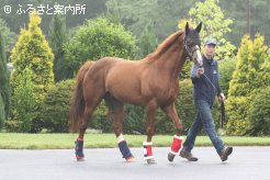 現在はシャトル種牡馬としても活躍