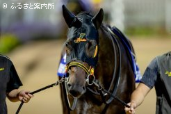 遠征した笠松競馬から戻って9kg増やし、充実の表情