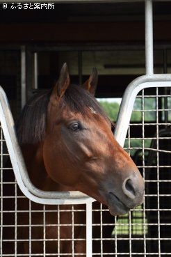 新種牡馬のカフェファラオ