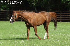 ダイワメジャーの後継種牡馬として期待は大きい