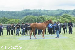 セレクトセール上場馬視察研修