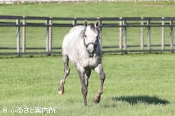 ステイゴールドの後継種牡馬として期待は大きい