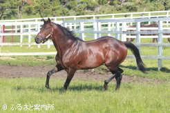 スキャットダディの後継種牡馬として人気が高い