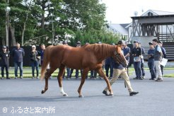 種牡馬の歩様や肢勢に目を光らせた