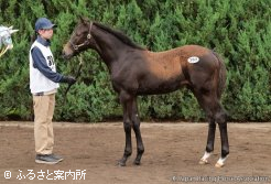 高額2位「カリーナミアの2024」