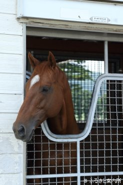 新種牡馬のテーオーケインズ