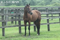 新種牡馬のレッドルゼル