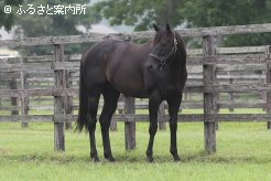 人気種牡馬のダノンレジェンド