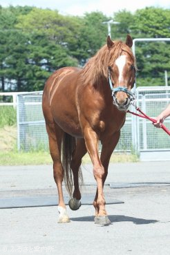 サウスヴィグラスの後継として注目を浴びている