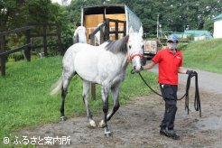 短距離のダートグレード競走で活躍した