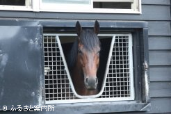 新種牡馬のアダイヤー