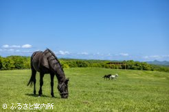 広い放牧地を与えられてのんびりと過ごしている