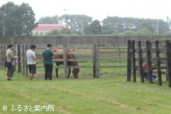 イーストスタッドは放牧地での見学になる