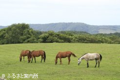 写真5 [放牧地]