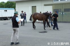 日高育成牧場に入厩したセレクションセール購買馬