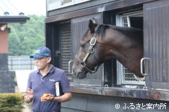 新種牡馬のパレスマリス