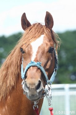 初年度産駒から重賞勝ち馬を出したステッペンウルフ