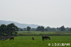 三木田牧場の放牧地