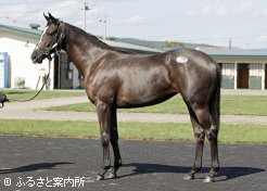 牝馬最高価格馬ハーランズルビー2023