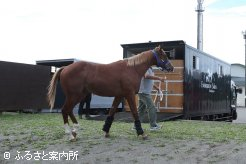 馬運車に乗り込むマテラスカイ産駒