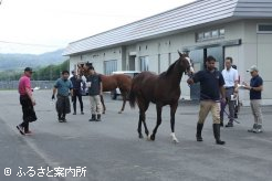 JRA日高育成牧場に移動してきたサマーセール購買馬