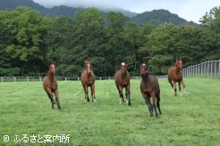 入厩後は新しい仲間たちで放牧された